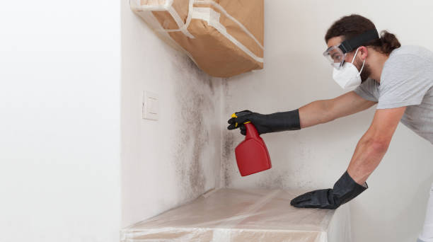 Professional Attic Mold Remediation technician working in East Norwich, NY